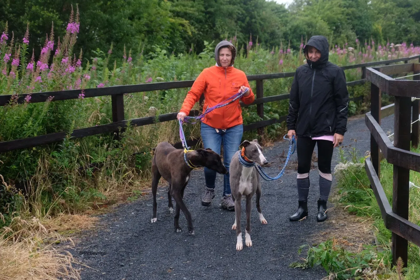 Boots e Farlow Greyhound Adozione levrieri 12