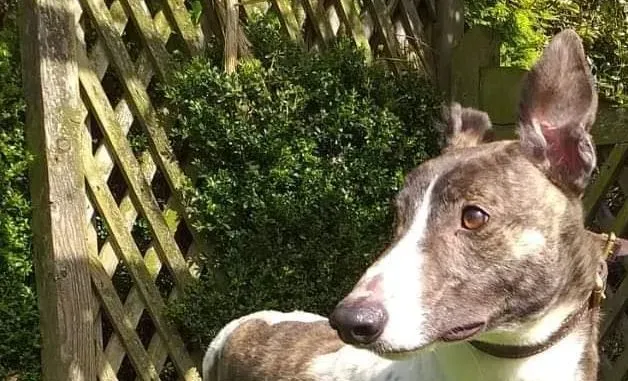 Boshski adozione levrieri greyhound 1 e1617177166832