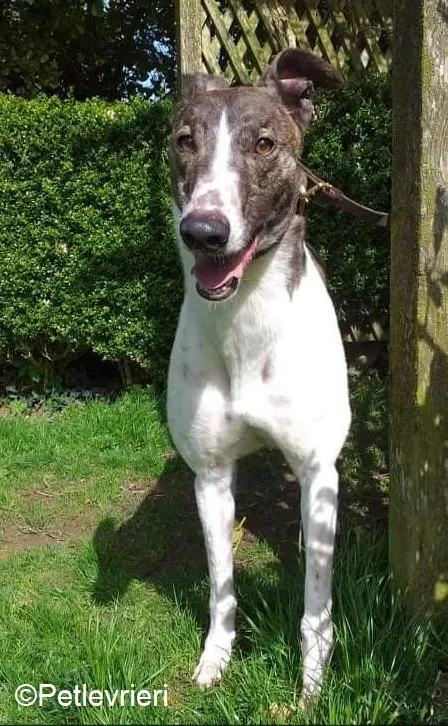 Boshski adozione levrieri greyhound 2