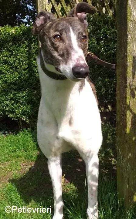 Boshski adozione levrieri greyhound 3