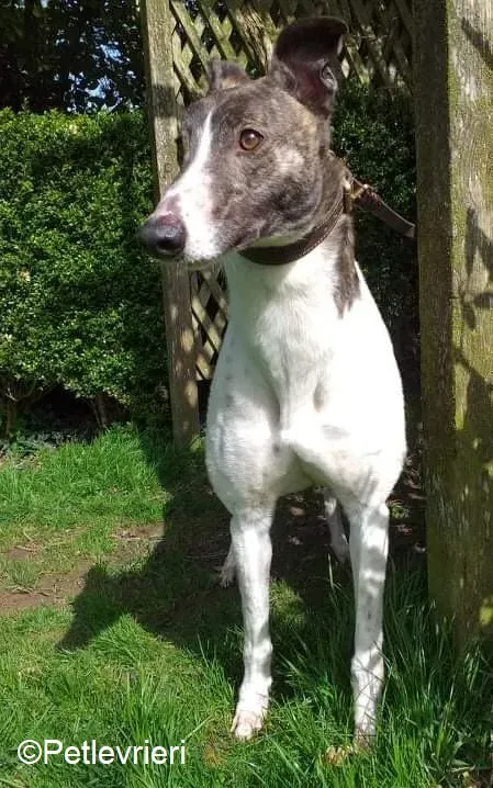 Boshski adozione levrieri greyhound 4