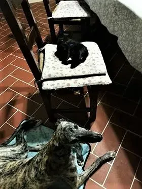 Botas Galgo petlevrieri petlevrierionlus