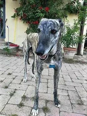 Botas Galgo petlevrieri petlevrierionlus 1