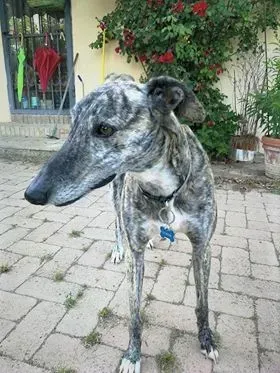 Botas Galgo petlevrieri petlevrierionlus 2