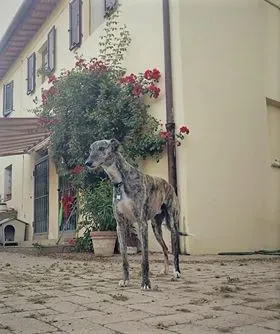 Botas Galgo petlevrieri petlevrierionlus 3