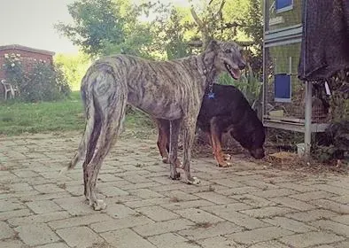 Botas Galgo petlevrieri petlevrierionlus 4