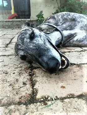 Botas Galgo petlevrieri petlevrierionlus 5