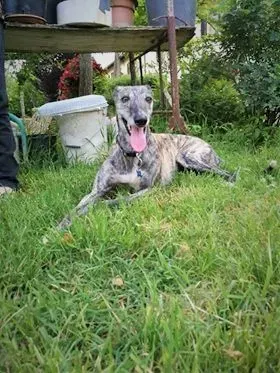 Botas Galgo petlevrieri petlevrierionlus 7