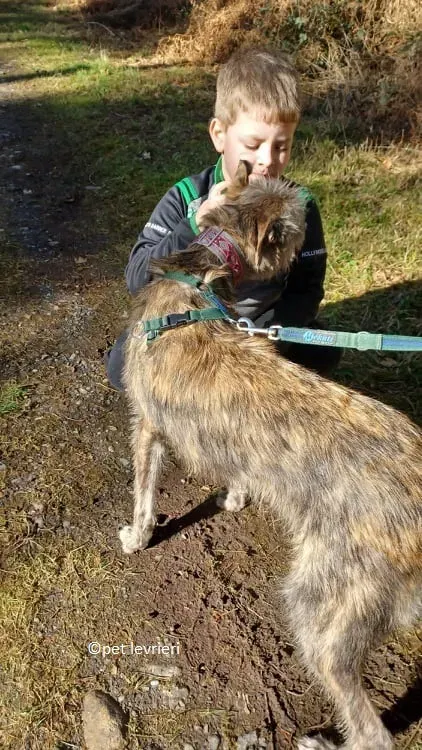 Bouzoulis adozione levriero lurcher1