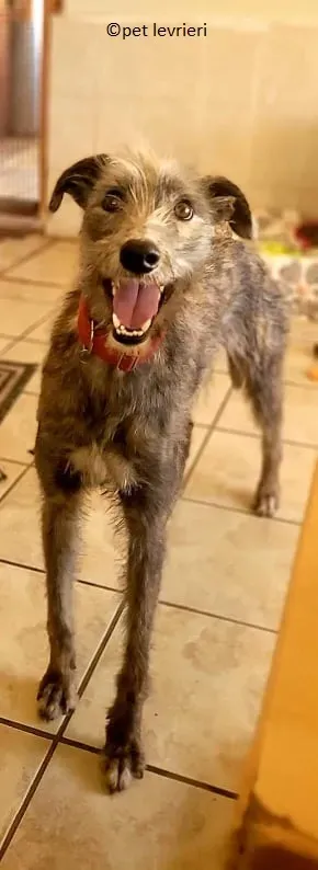 Bouzoulis adozione levriero lurcher2