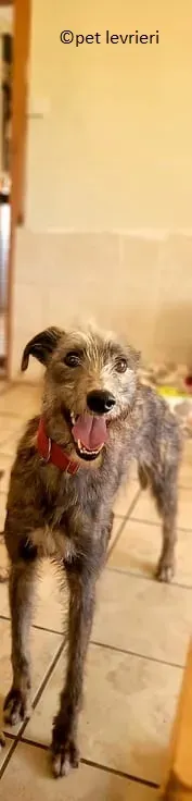 Bouzoulis adozione levriero lurcher3