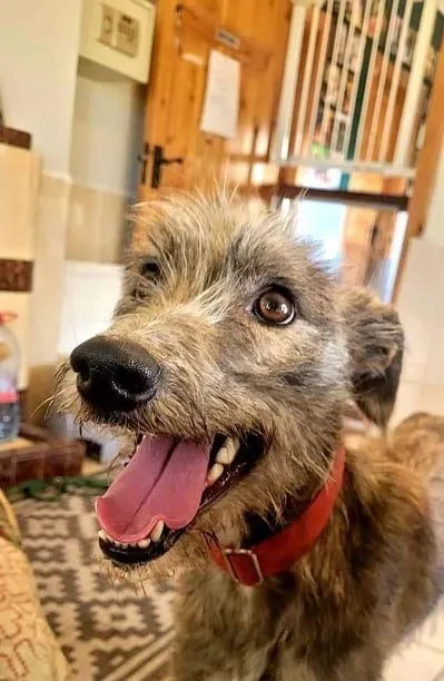 Bouzoulis adozione levriero lurcher4 e1647187386936