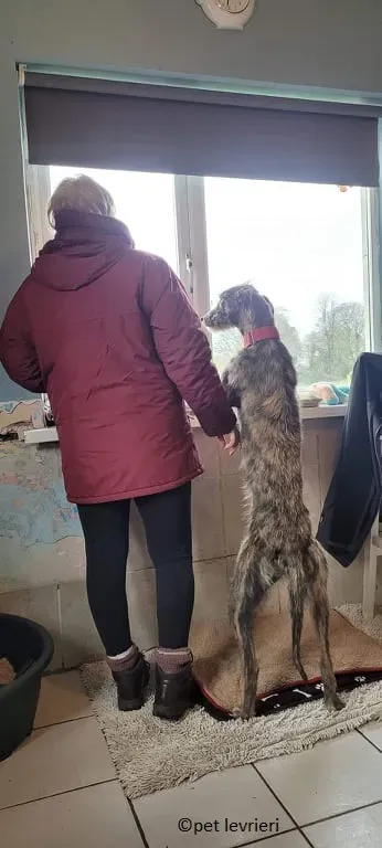 Bouzoulis adozione levriero lurcher5