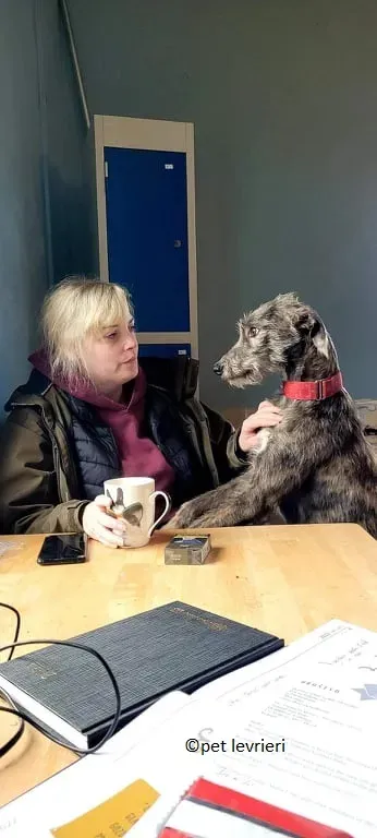 Bouzoulis adozione levriero lurcher6