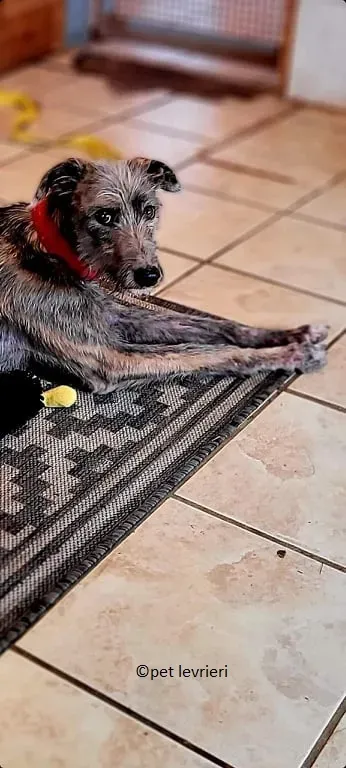 Bouzoulis adozione levriero lurcher7