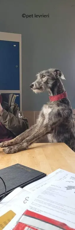 Bouzoulis adozione levriero lurcher8 1