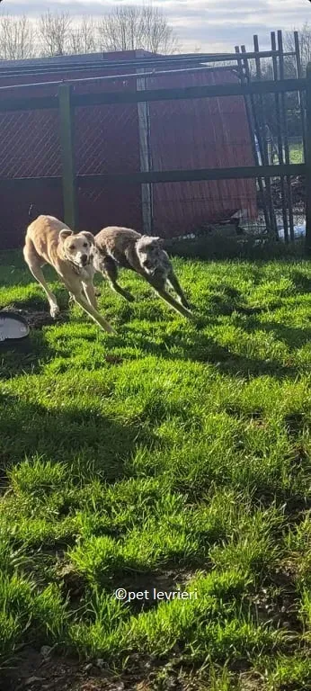 Bouzoulis adozione levriero lurcher9