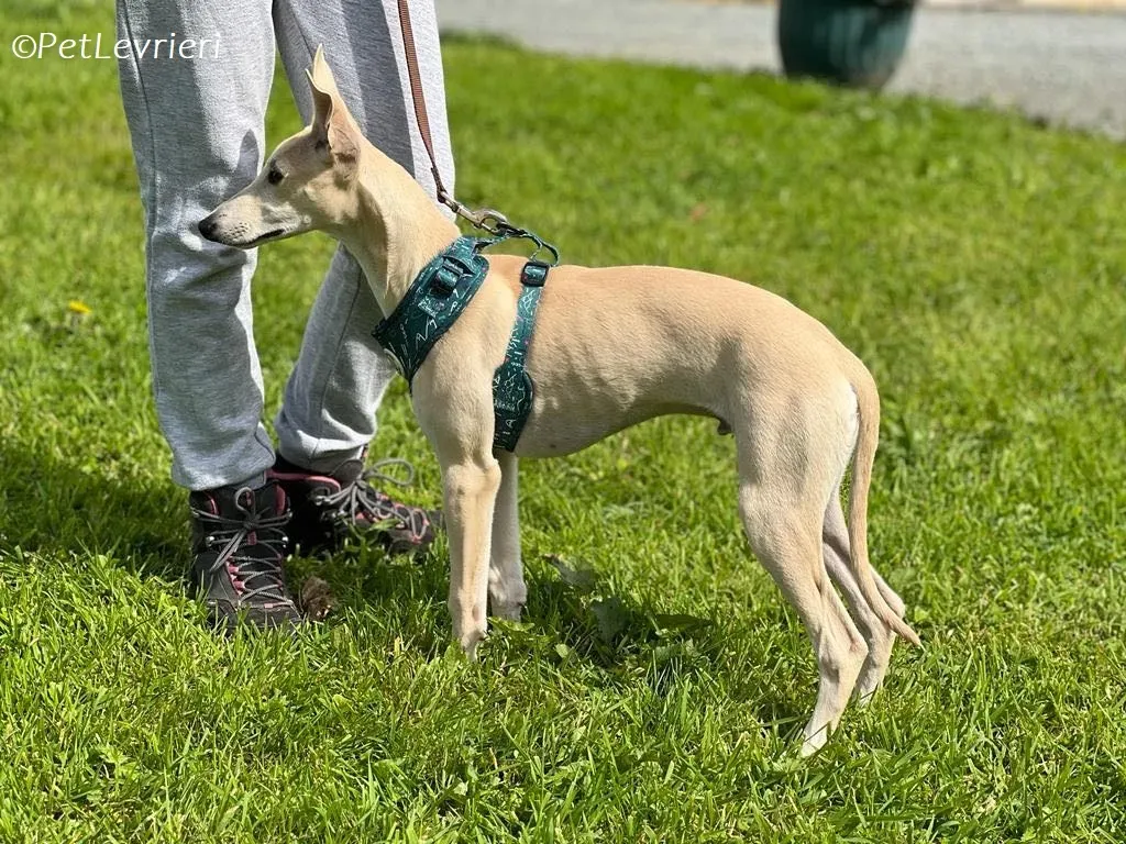 Bowie adozione levrieri greyhound 1