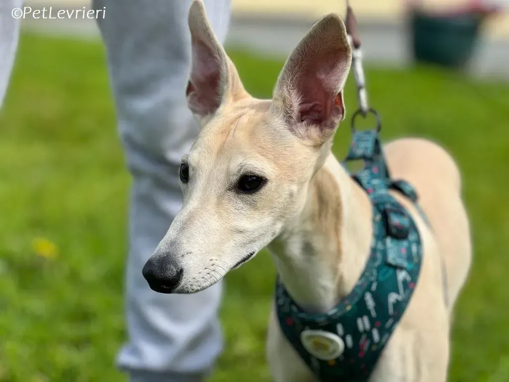 Bowie adozione levrieri greyhound 10