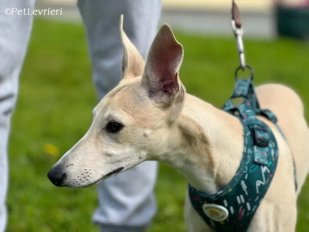 Bowie adozione levrieri greyhound 11