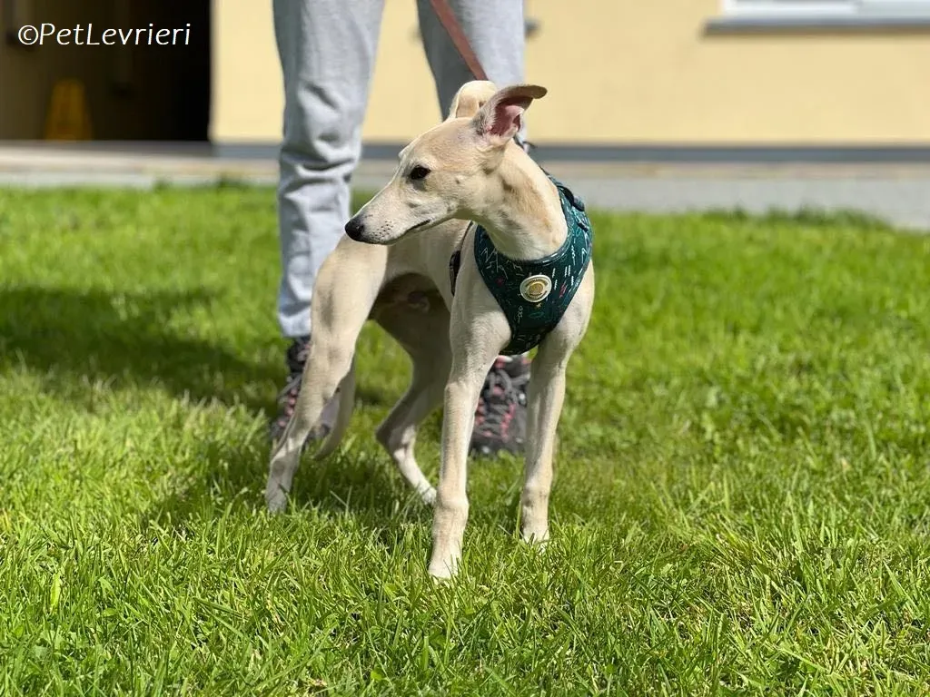 Bowie adozione levrieri greyhound 12