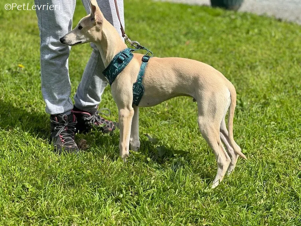 Bowie adozione levrieri greyhound 2
