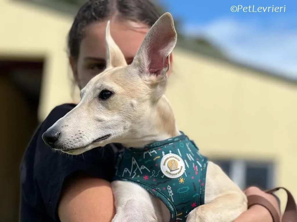 Bowie adozione levrieri greyhound 3