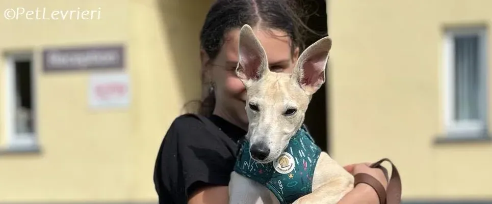 Bowie adozione levrieri greyhound 4 e1692864545521