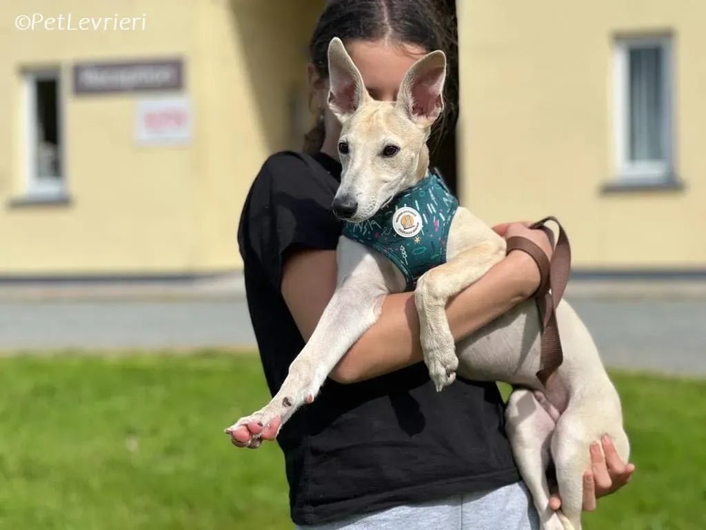Bowie adozione levrieri greyhound 5