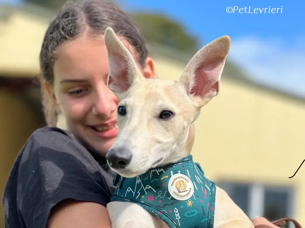 Bowie adozione levrieri greyhound 6