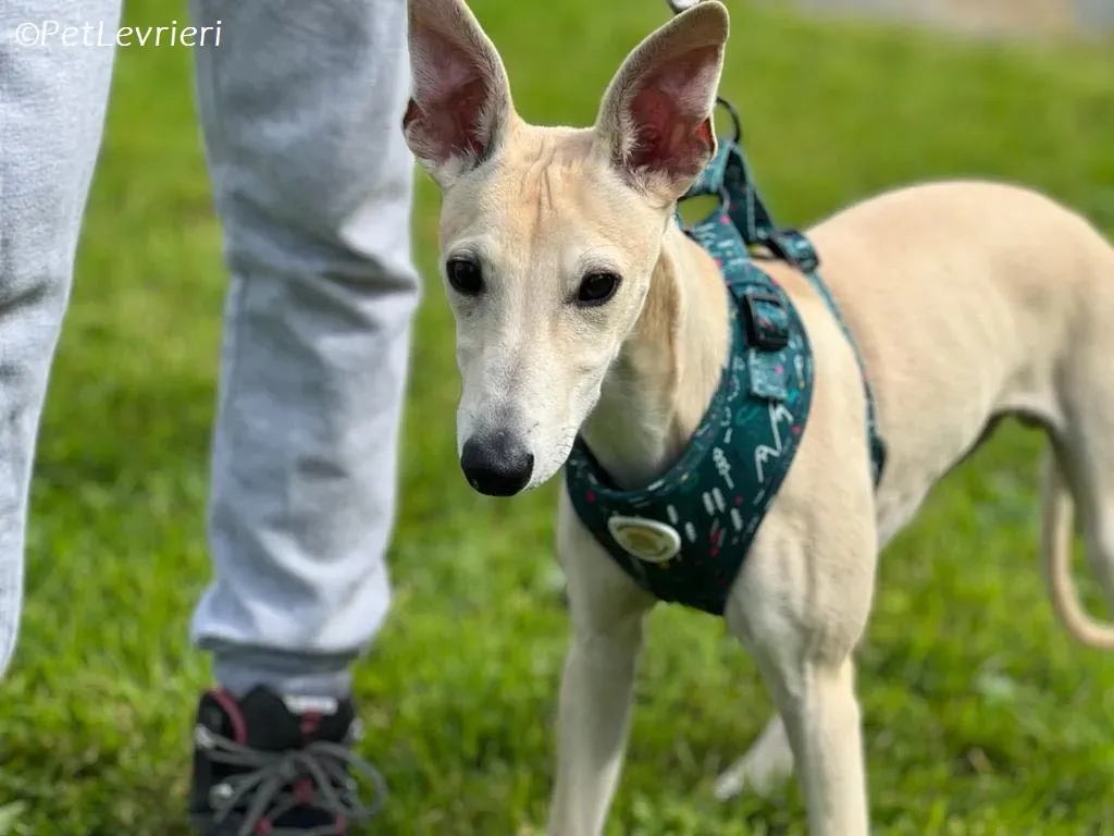 Bowie adozione levrieri greyhound 7