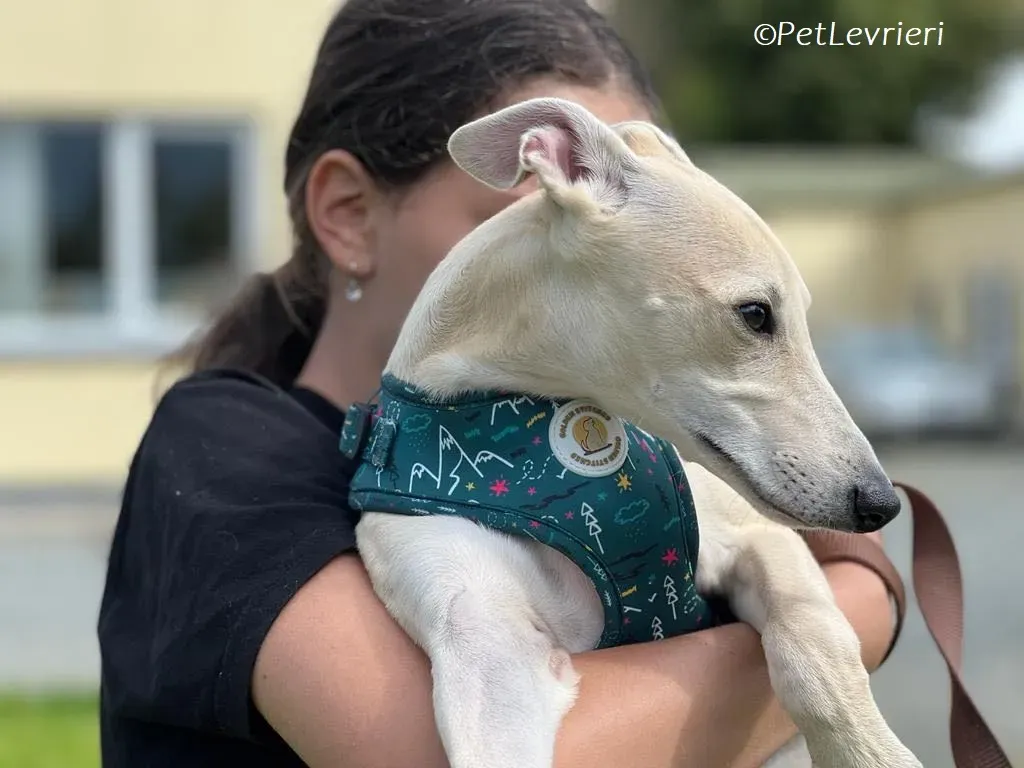 Bowie adozione levrieri greyhound 8