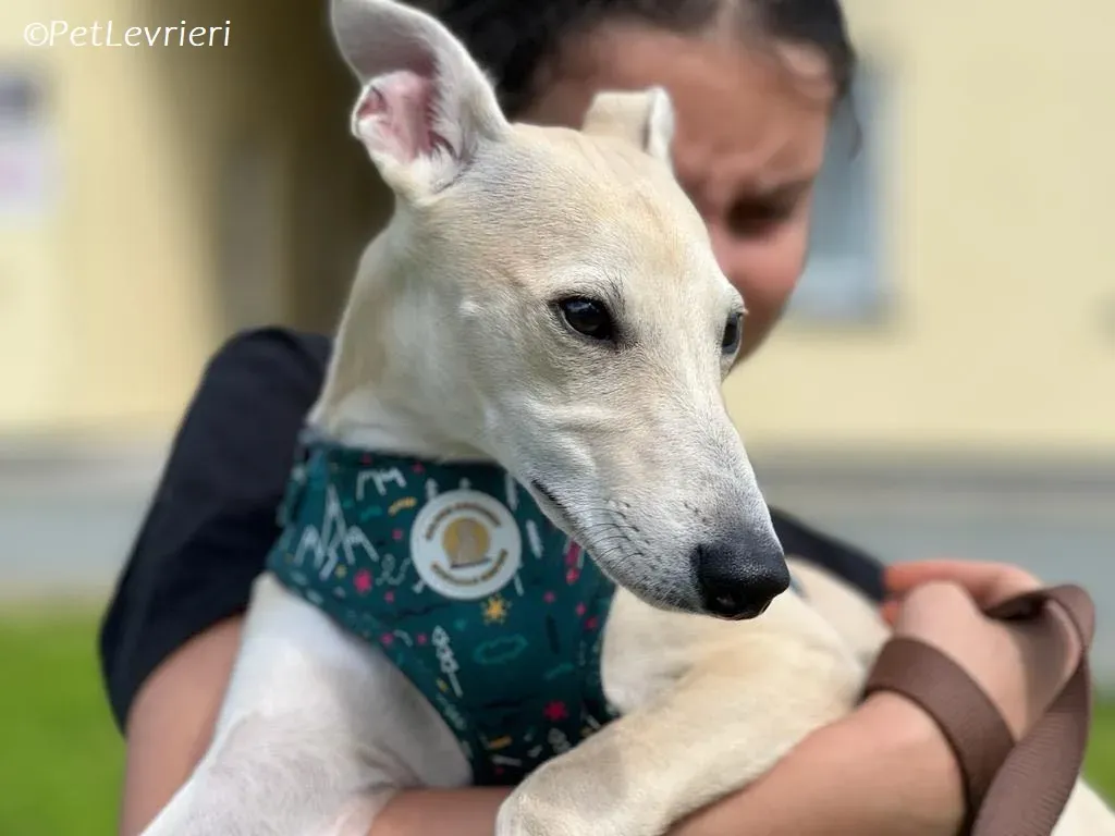 Bowie adozione levrieri greyhound 9