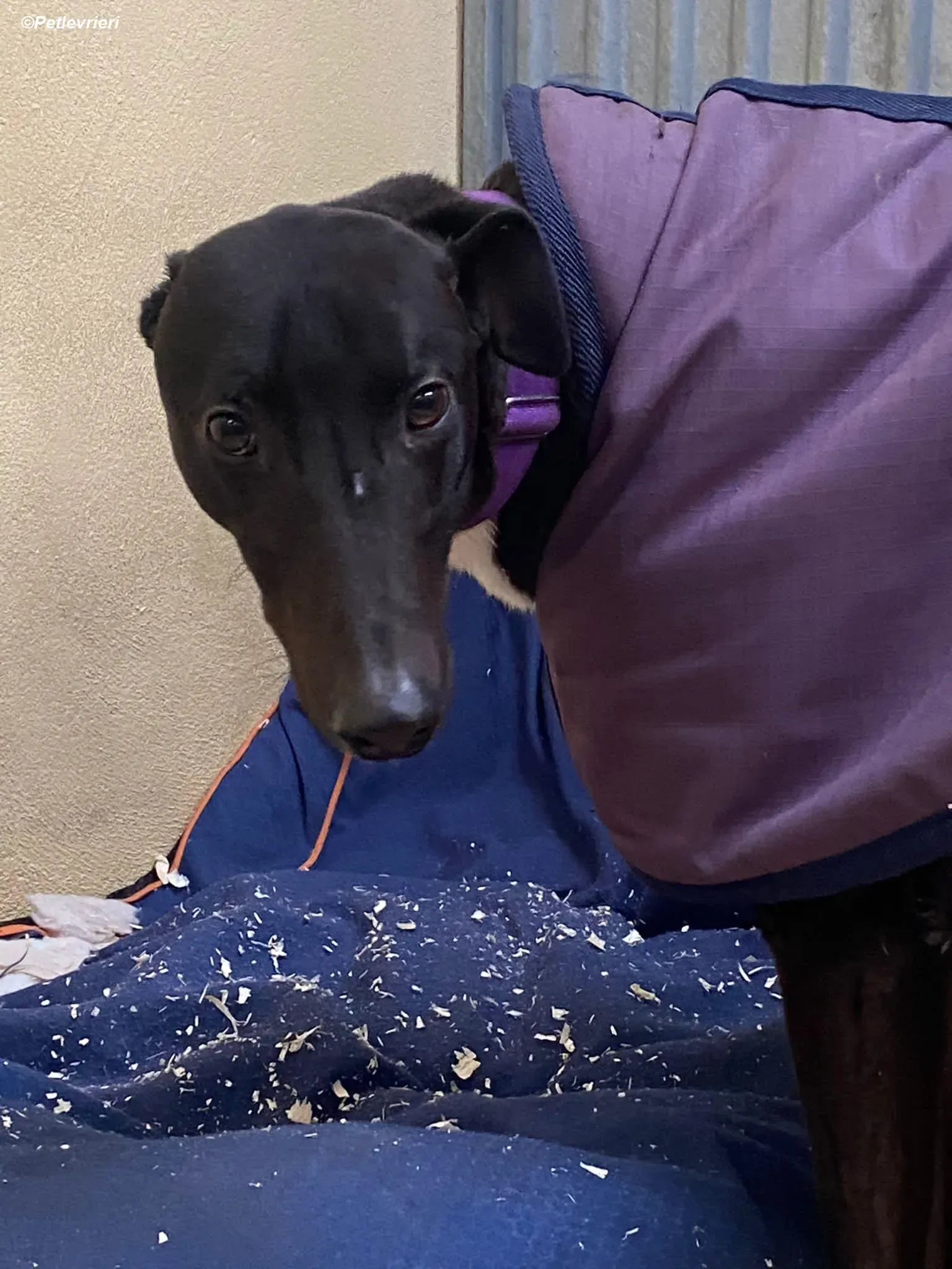 Braham adozione levrieri greyhound 1