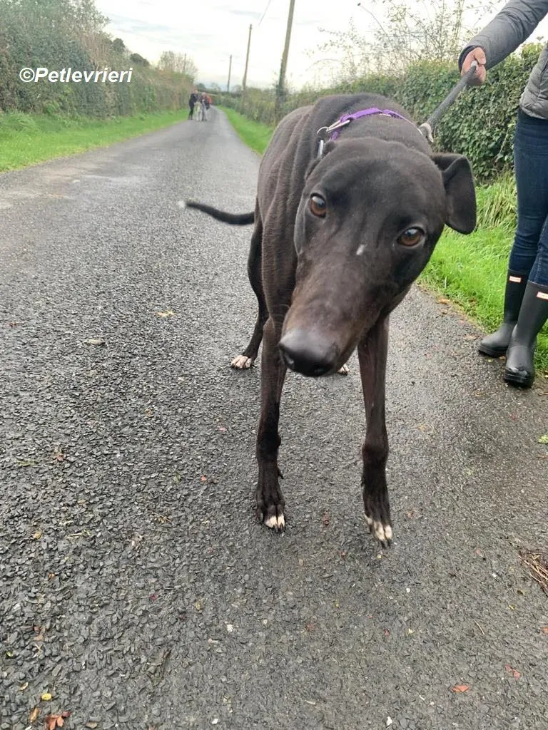 Braham adozione levrieri greyhound 10