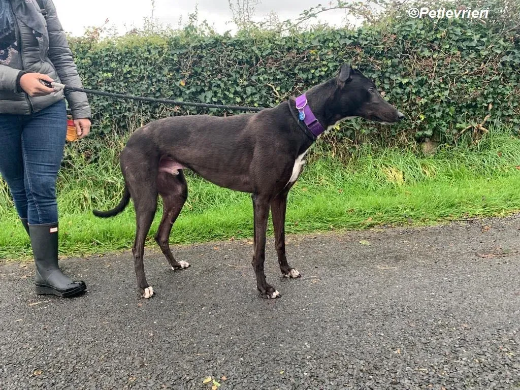 Braham adozione levrieri greyhound 11