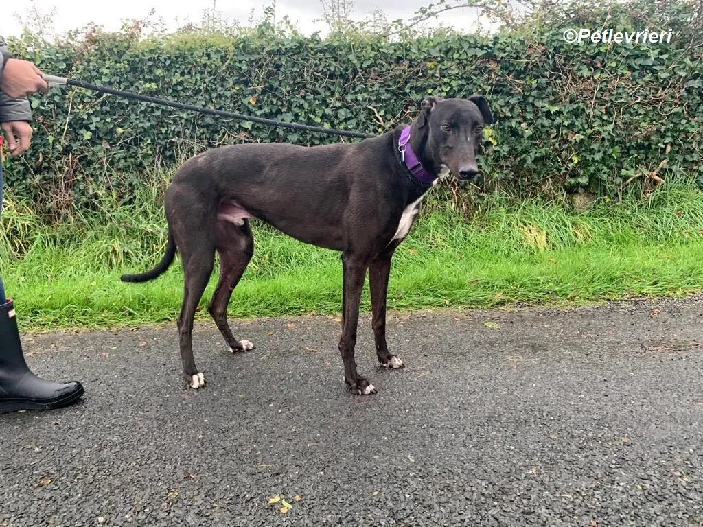 Braham adozione levrieri greyhound 12