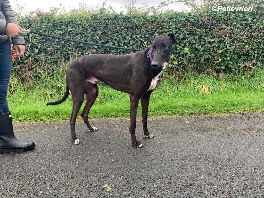 Braham adozione levrieri greyhound 13