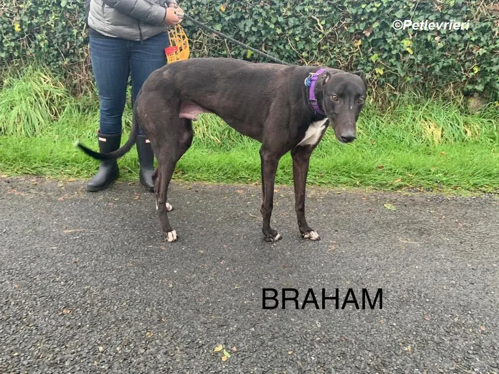 Braham adozione levrieri greyhound 14