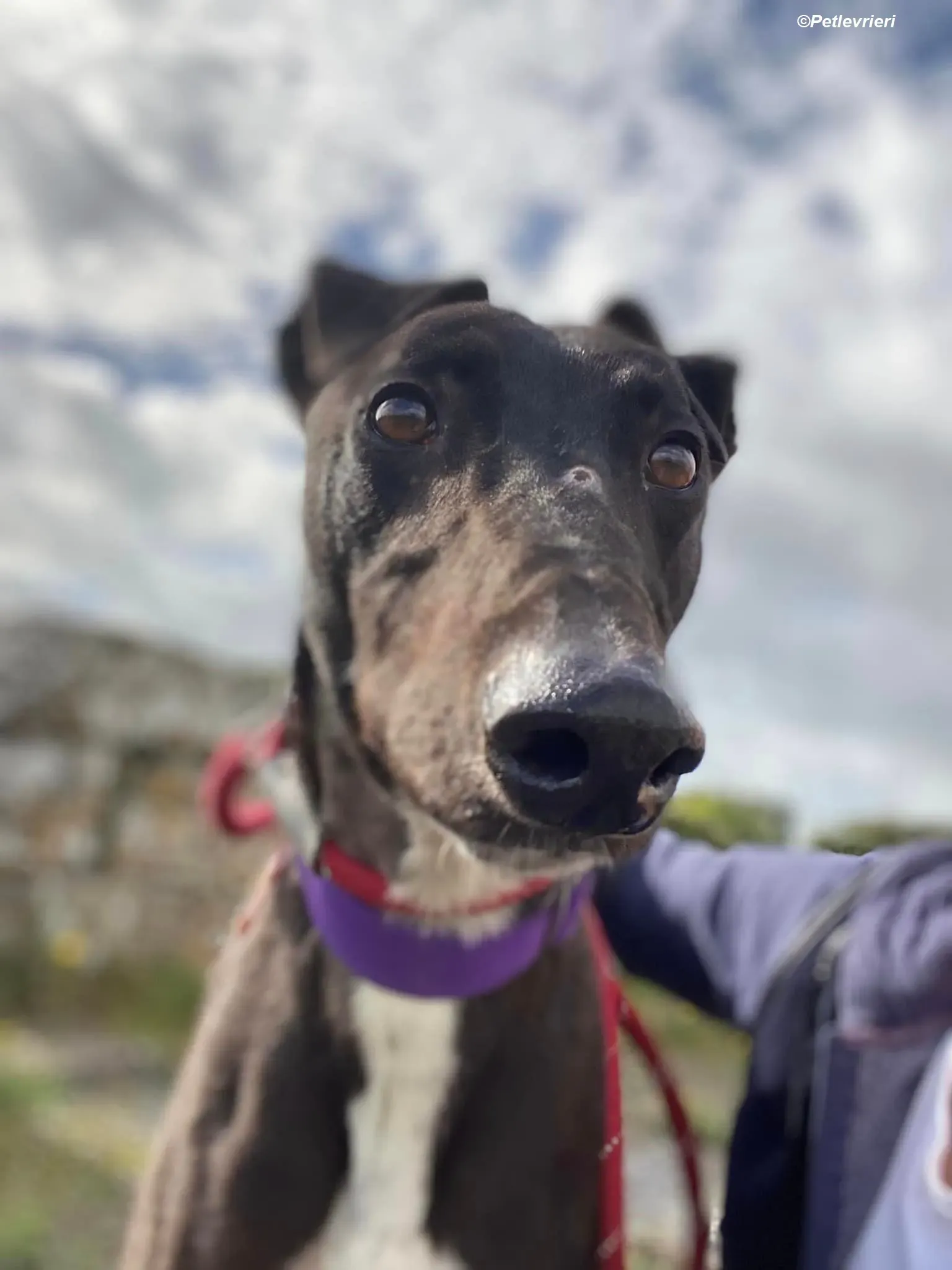 Braham adozione levrieri greyhound 15