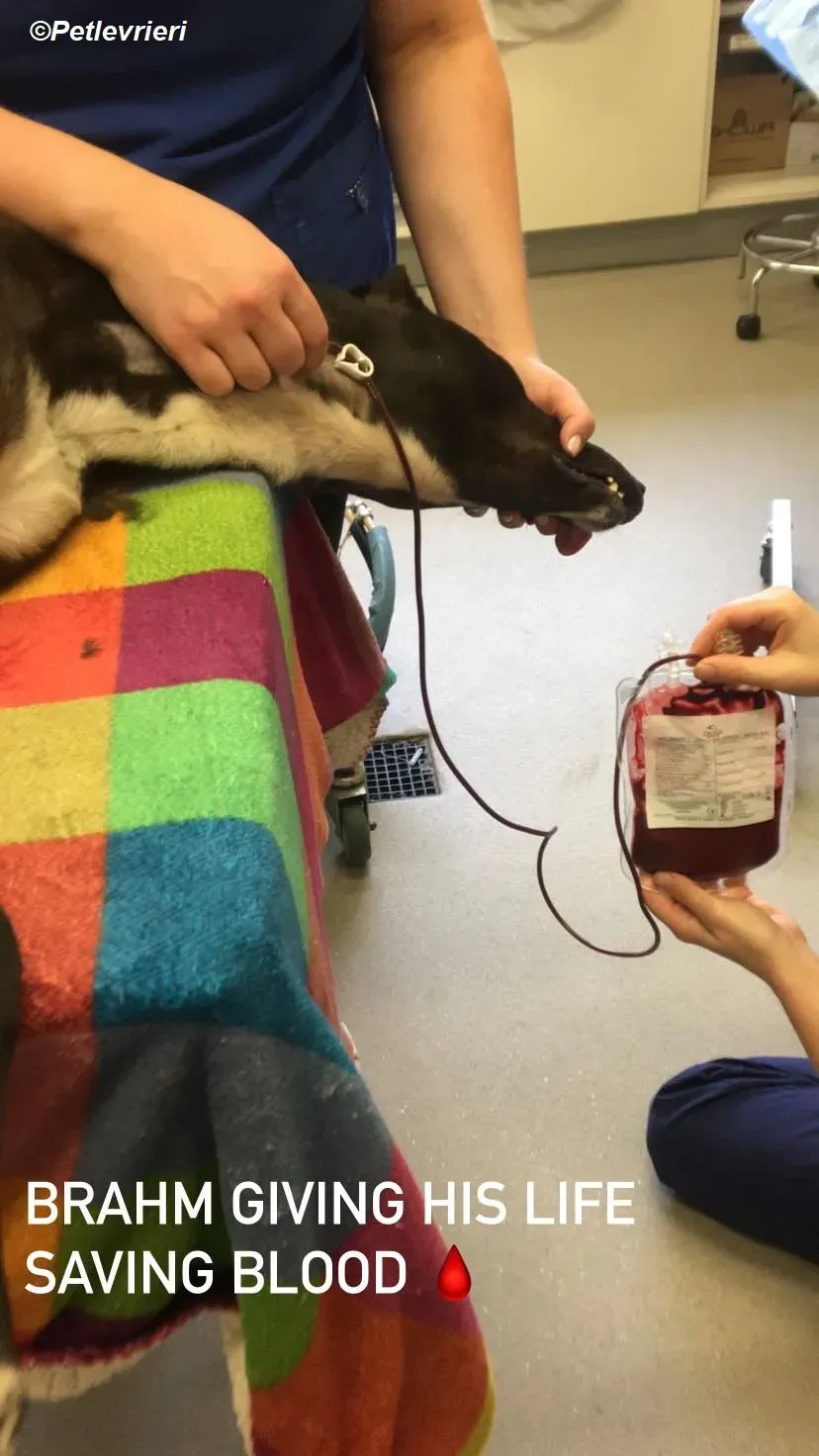 Braham adozione levrieri greyhound 16