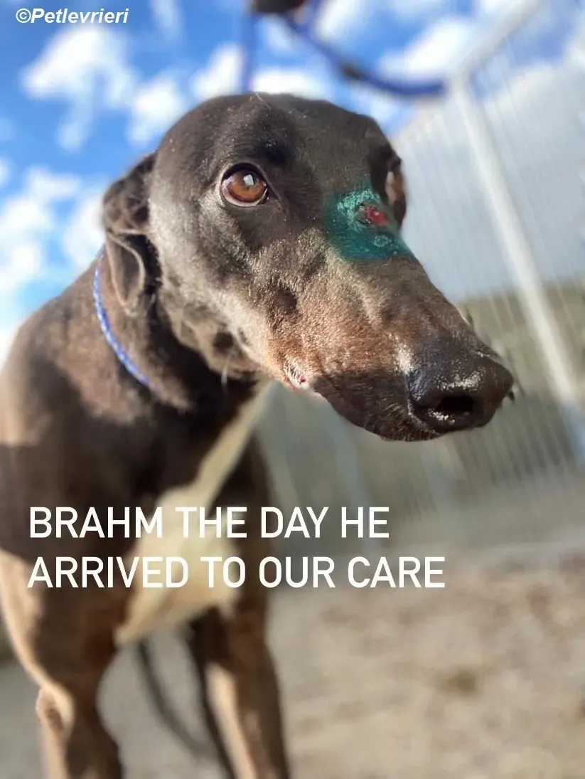 Braham adozione levrieri greyhound 17