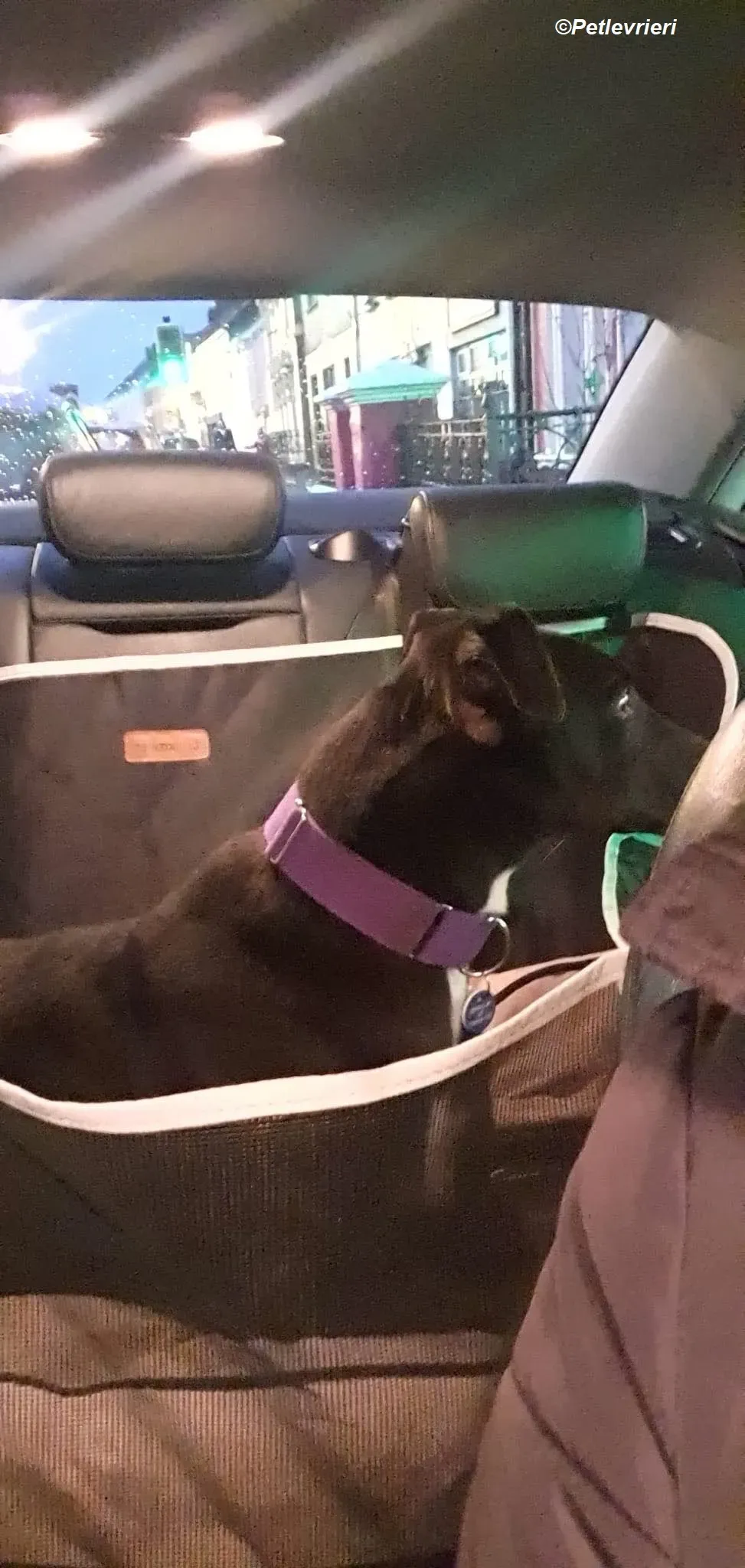 Braham adozione levrieri greyhound 18