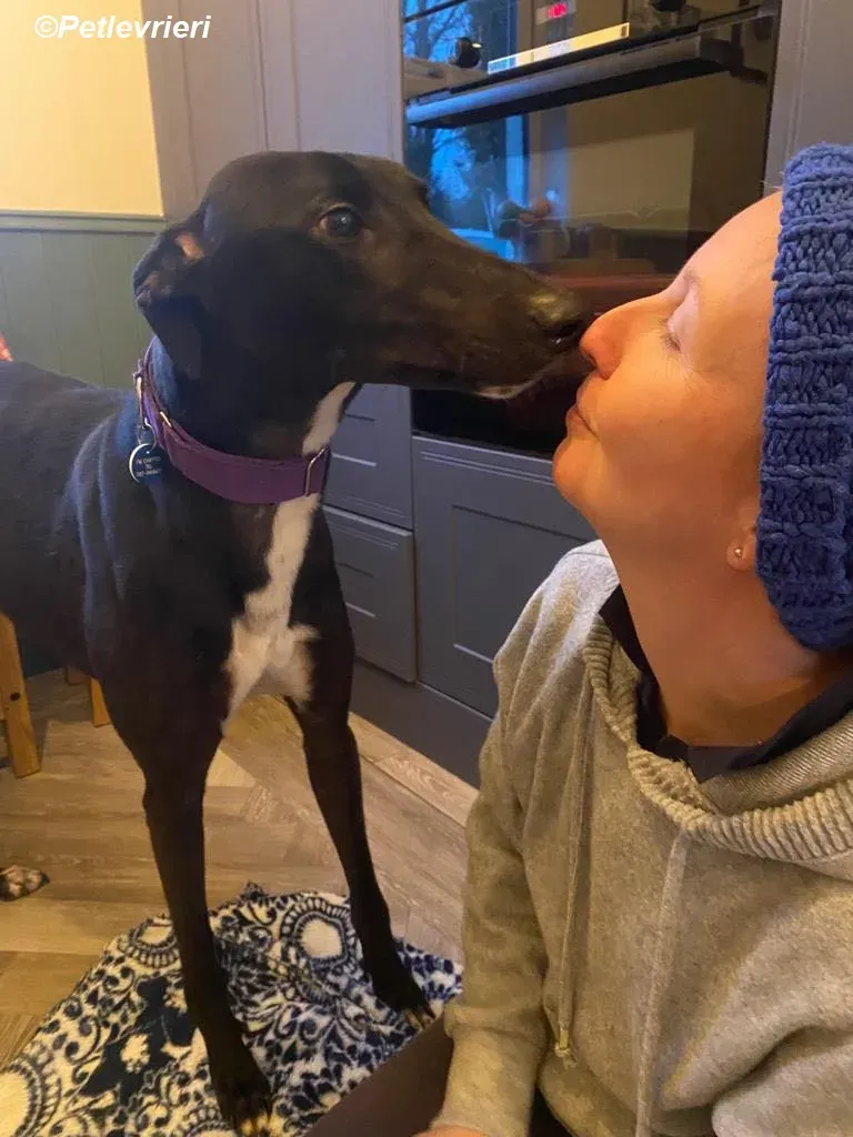 Braham adozione levrieri greyhound 19