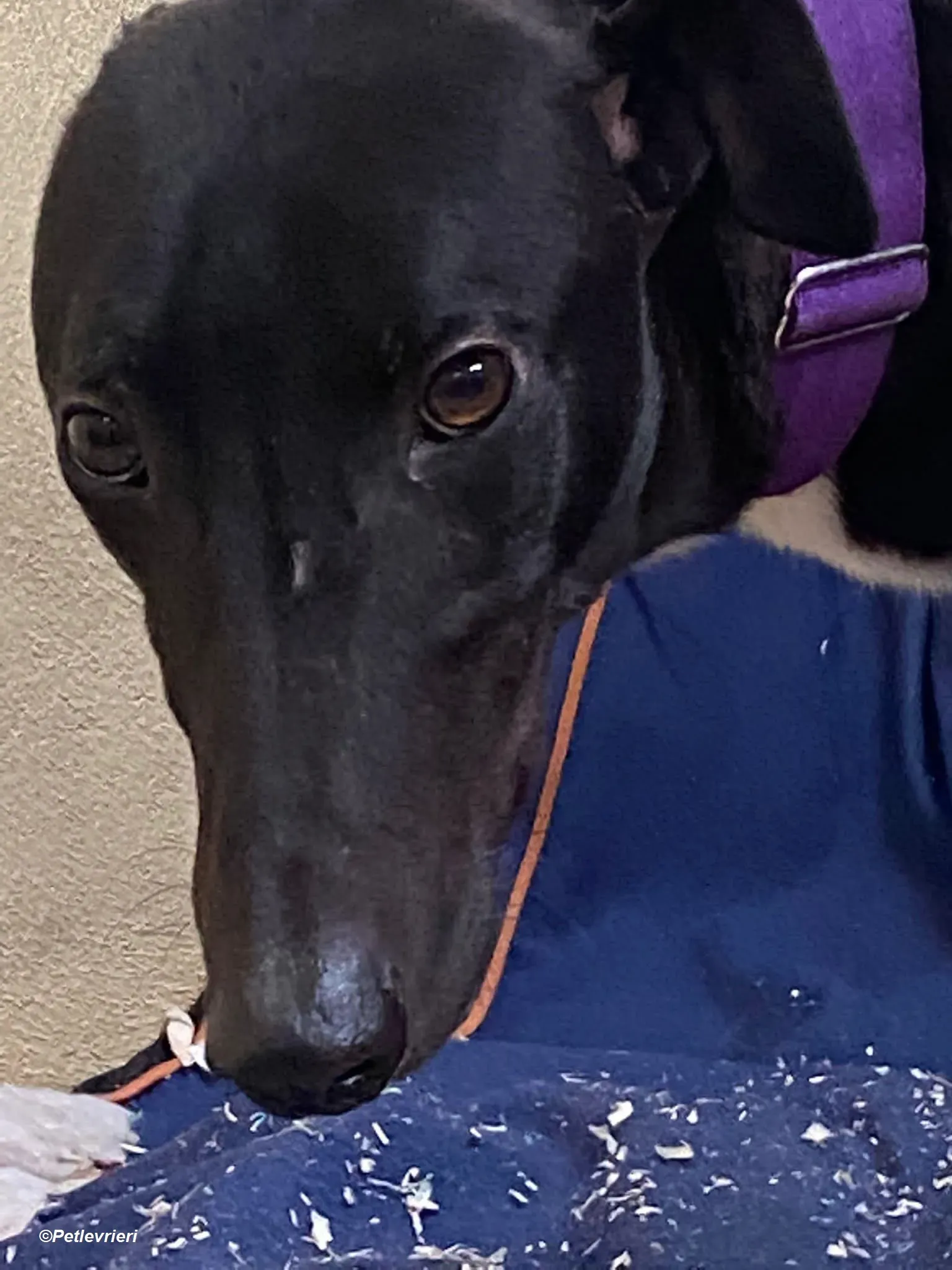 Braham adozione levrieri greyhound 2