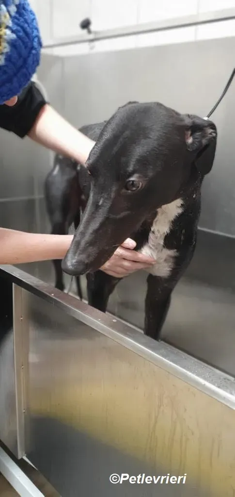 Braham adozione levrieri greyhound 22