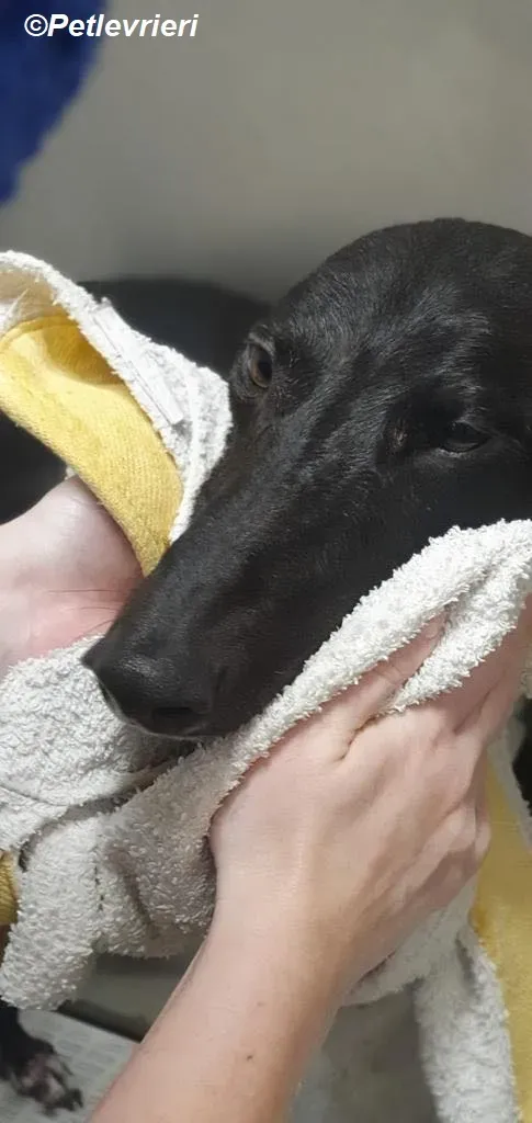 Braham adozione levrieri greyhound 23