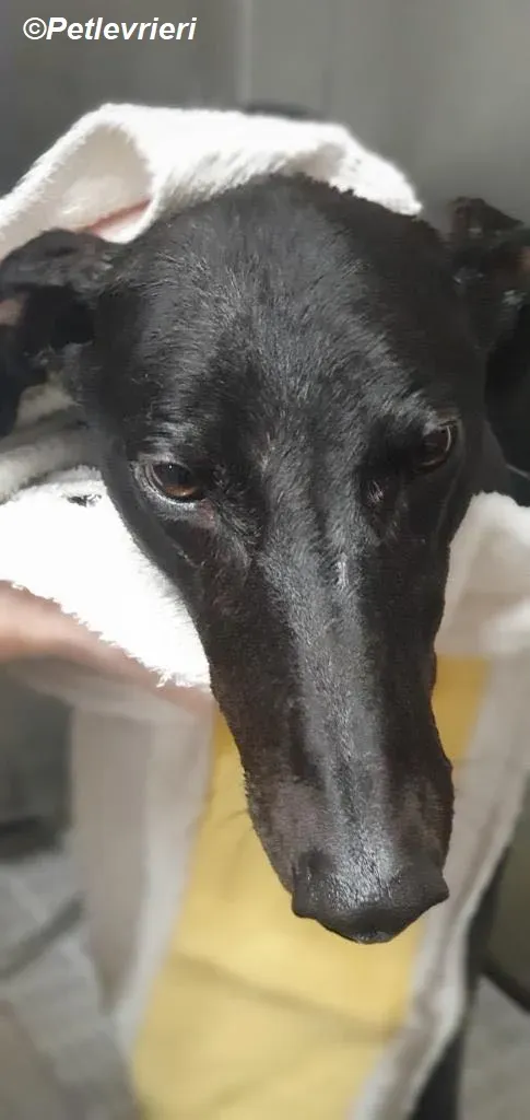 Braham adozione levrieri greyhound 24