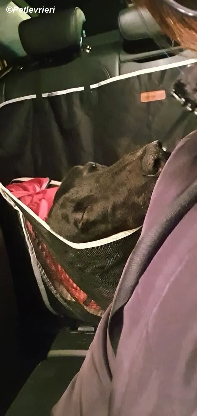 Braham adozione levrieri greyhound 26