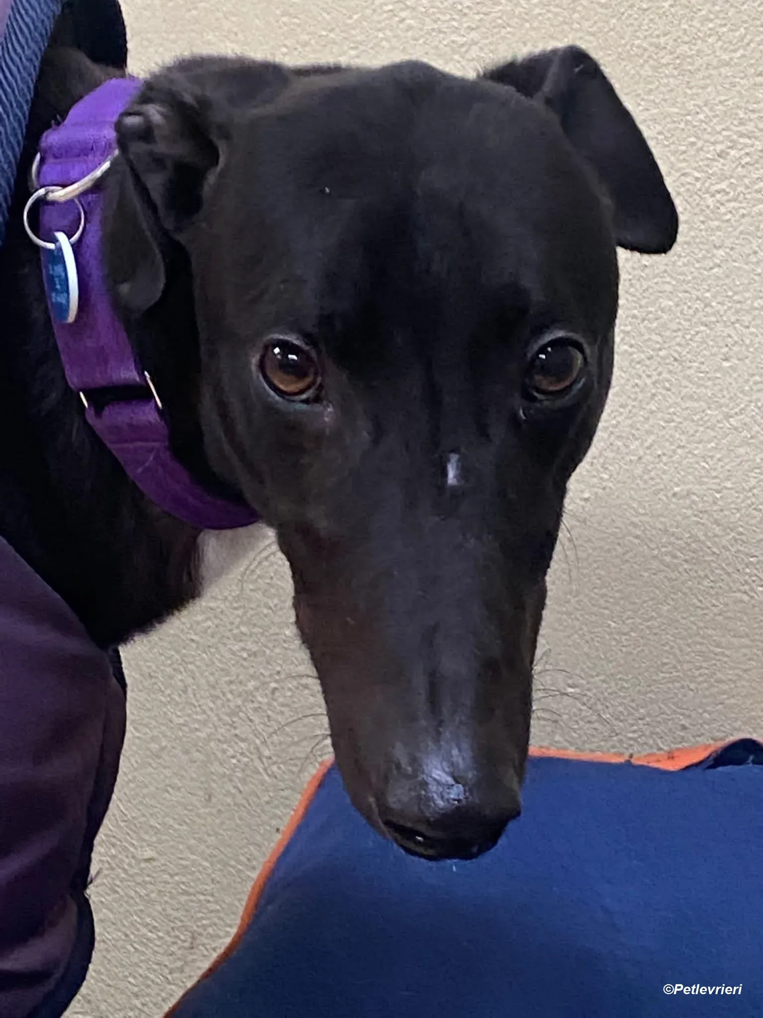 Braham adozione levrieri greyhound 3